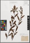 Foto von Salix triandra L.